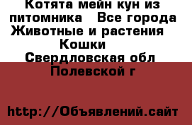 Котята мейн-кун из питомника - Все города Животные и растения » Кошки   . Свердловская обл.,Полевской г.